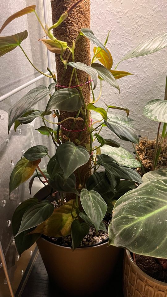 Philodendron Micans Stecklinge in Essen