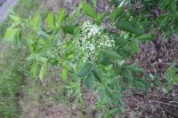 Beeren Holunder Hollerbusch Strauch schwarzer Holler weiße Blüten Sachsen-Anhalt - Beetzendorf Vorschau