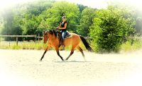 Reitunterricht für Freizeitreiter Baden-Württemberg - Mössingen Vorschau