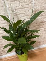 Zimmerpflanze einblatt mit Topf 75 cm Hoch Nordrhein-Westfalen - Leverkusen Vorschau