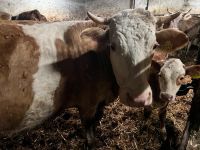 Fleckvieh Mutterkuh mit Kalb weidegewohnt Kuh Baden-Württemberg - Achern Vorschau