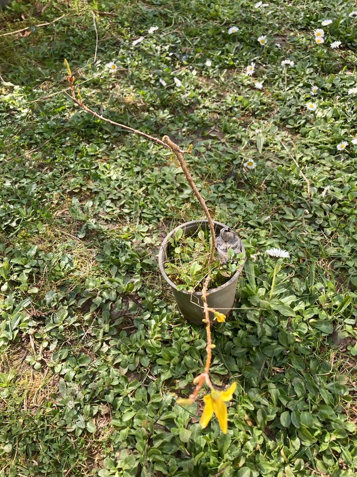 Forsythie gelb blühend in Oberriexingen