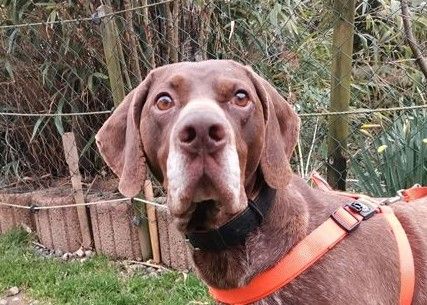 Traumhund BOSCO sucht sein aktives Zuhause in Rottenburg a.d.Laaber