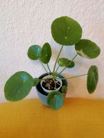 Pilea Peperomioides 'White Splash' Essen-West - Frohnhausen Vorschau