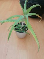 Aloe arborescens v. frutescens Zimmerpflanze ca 20cm Nordrhein-Westfalen - Hamm Vorschau