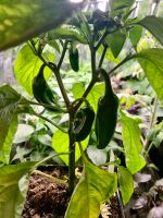 Chili, Paprika Pflanzen, Jungpflanzen, Chilli, Capsicum Bayern - Geroldshausen Vorschau