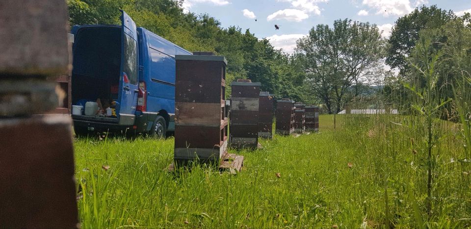 Bienenbeuten Deutsch-Normal, DNM 1,5 in Herleshausen