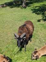 Soay Schaf Bock und Lämmer Thüringen - Starkenberg Vorschau