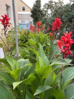 Canna Blumenrohr 2 m hoch rot blühend Dresden - Prohlis-Nord Vorschau