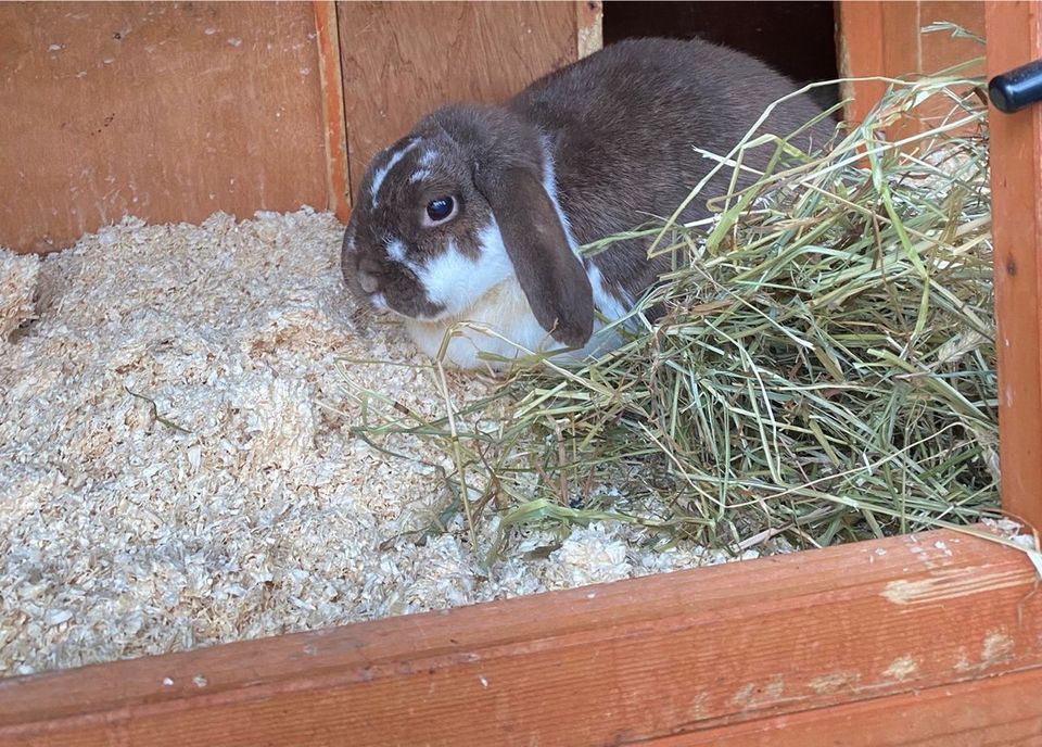 2 Zwergwidder - Zwergkaninchen Weibchen zusammen abzugeben in Uhldingen-Mühlhofen