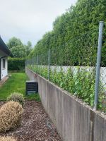 Gartenzaun 250m mit 11 Pfosten Bayern - Neu Ulm Vorschau