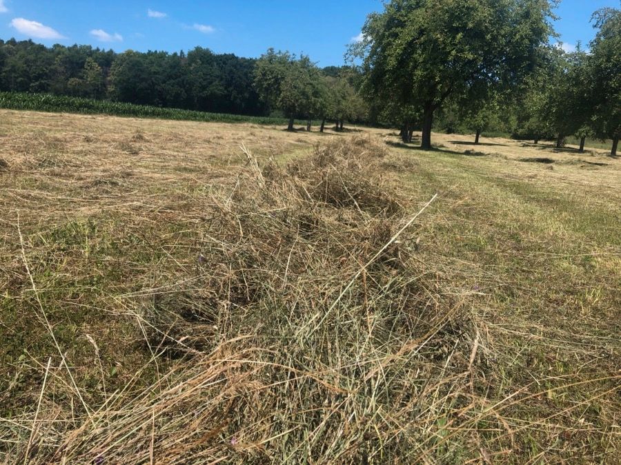 Heu in kleinen HD Ballen - Heuballen Ernte 2024 - ab Wiese in Hungen