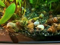 Pianoschnecke Taia naticoides Aquarium Baden-Württemberg - Mannheim Vorschau