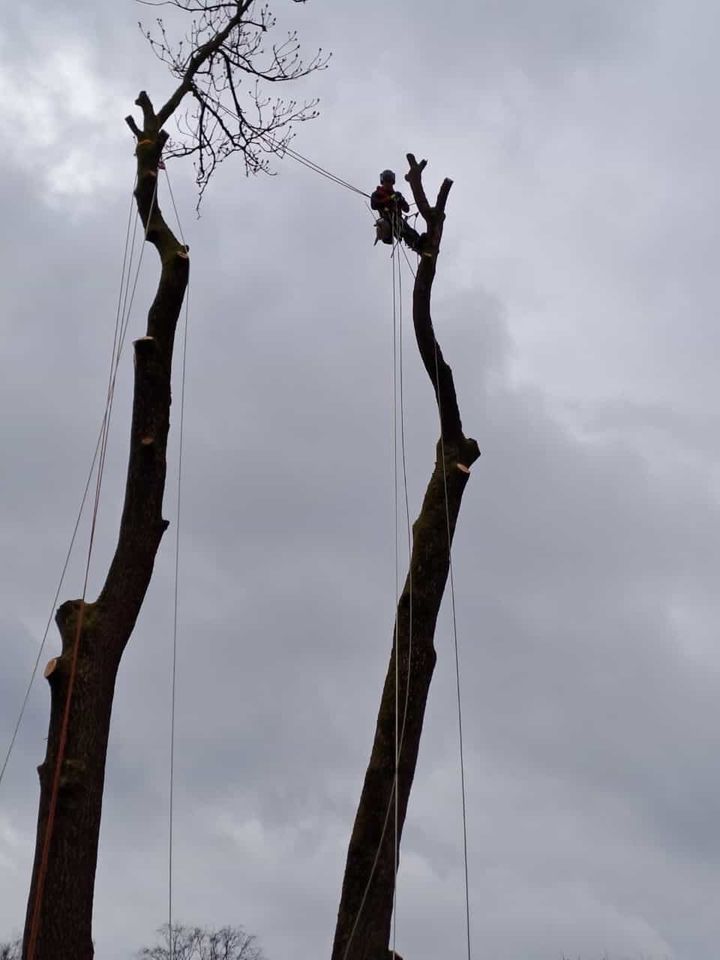 Baumpflege Baumfällung Sturmschädenbeseitigung in Schlangen