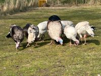 Puten zu verkaufen Nordfriesland - Ladelund Vorschau