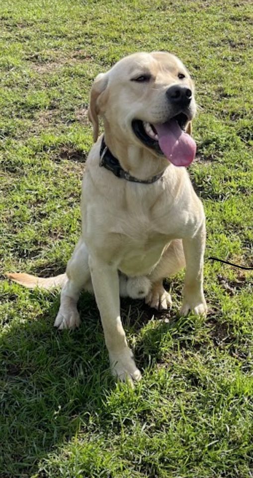 Labrador Welpen mit Ahnentafel in Petershagen