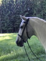 Pflegebeteiligung (später Reitbeteiligung) an Lipizzanerstute Bayern - Isen Vorschau