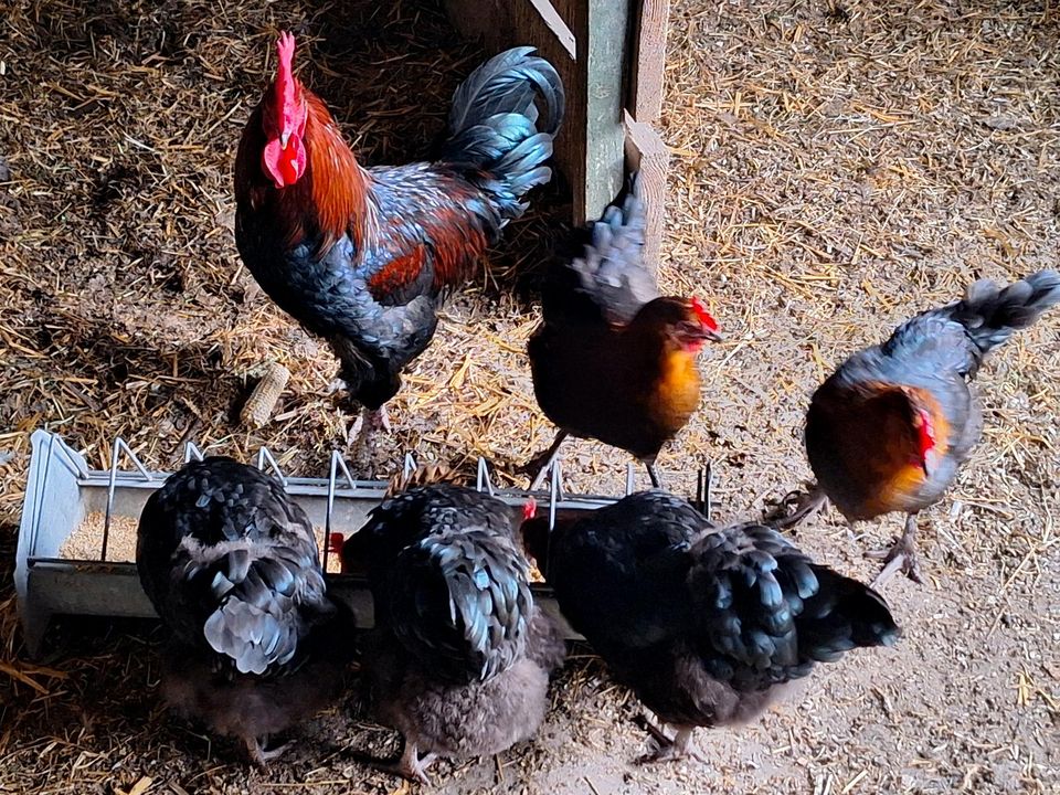 Maran Hühner eier abzugeben in Tecklenburg