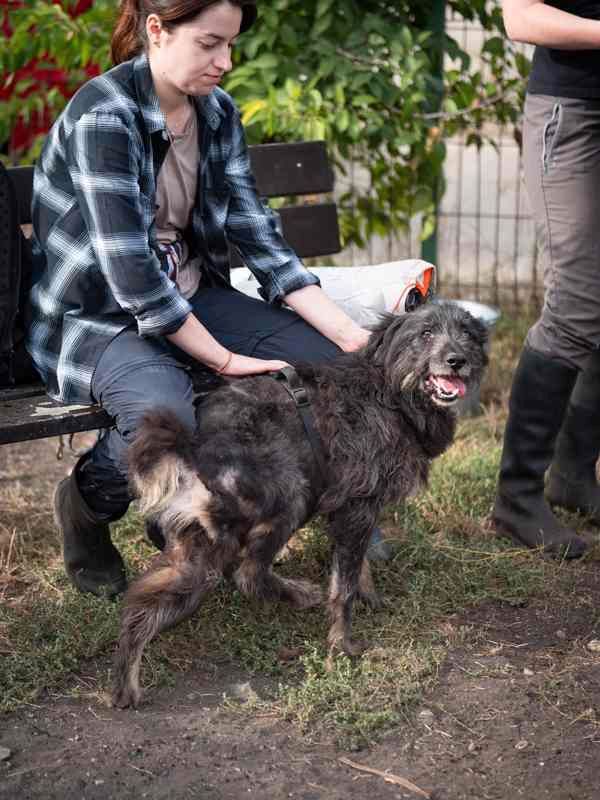 Mischling Rüde: Unser Struppelchen Archie sucht Familienanschluss in Emmendingen