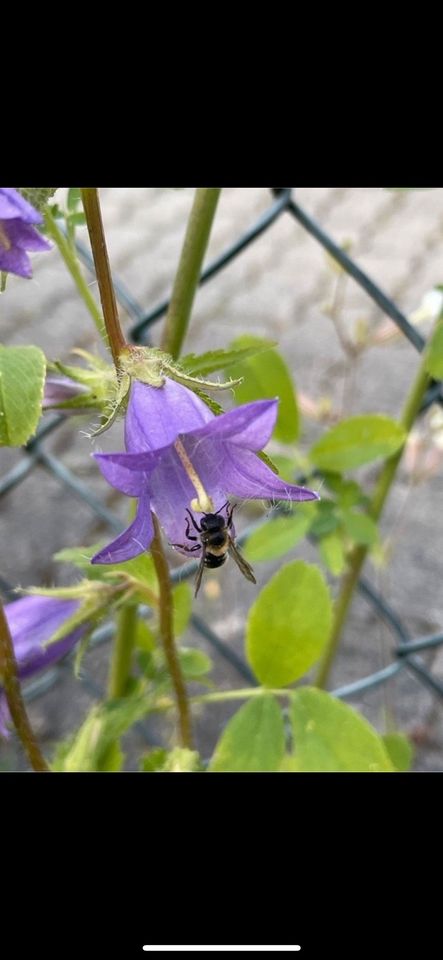 30 Samen Nesselblättrige Glockenblume, Garten Wildbienen Natur in Baldham