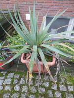 Yucca Palme, winterhart, mit Topf Nordrhein-Westfalen - Coesfeld Vorschau