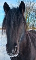 Kleine Tinkerstute Nordfriesland - Langenhorn Vorschau