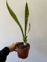 Bogenhanf / Sansevieria Hamburg-Mitte - Hamburg Hamm Vorschau