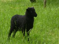 Ouessantschaf Böckchen Hessen - Lautertal Vorschau