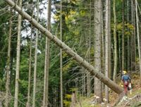 Brennholz zum Selbsterwerb in Neureut zw. Freyung u. Perlesreut Bayern - Freyung Vorschau