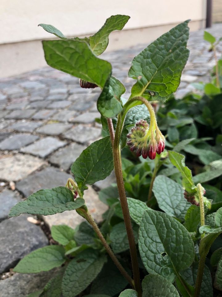 Pflanze: Beinwell (Symphytum officinale), Bodendecker, Staude in Stadtbergen