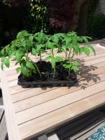 Bio Tomatenpflanzen Nordrhein-Westfalen - Brühl Vorschau