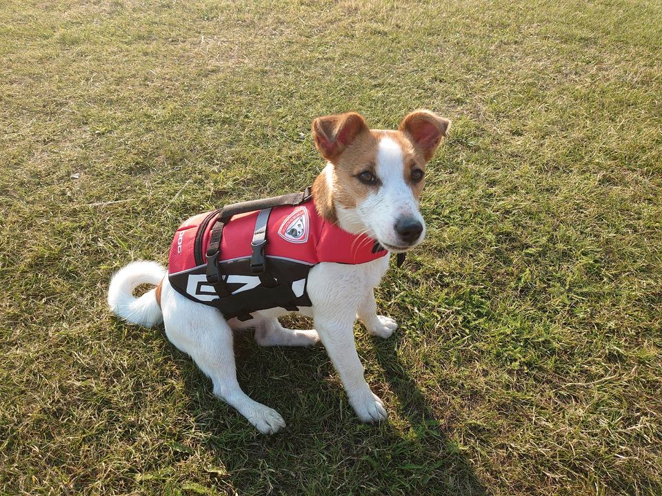 Jack Russell Terrier Hündin in Hamburg