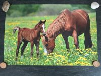 Poster Pferde Mädchen 92 x 61 cm Nordrhein-Westfalen - Solingen Vorschau