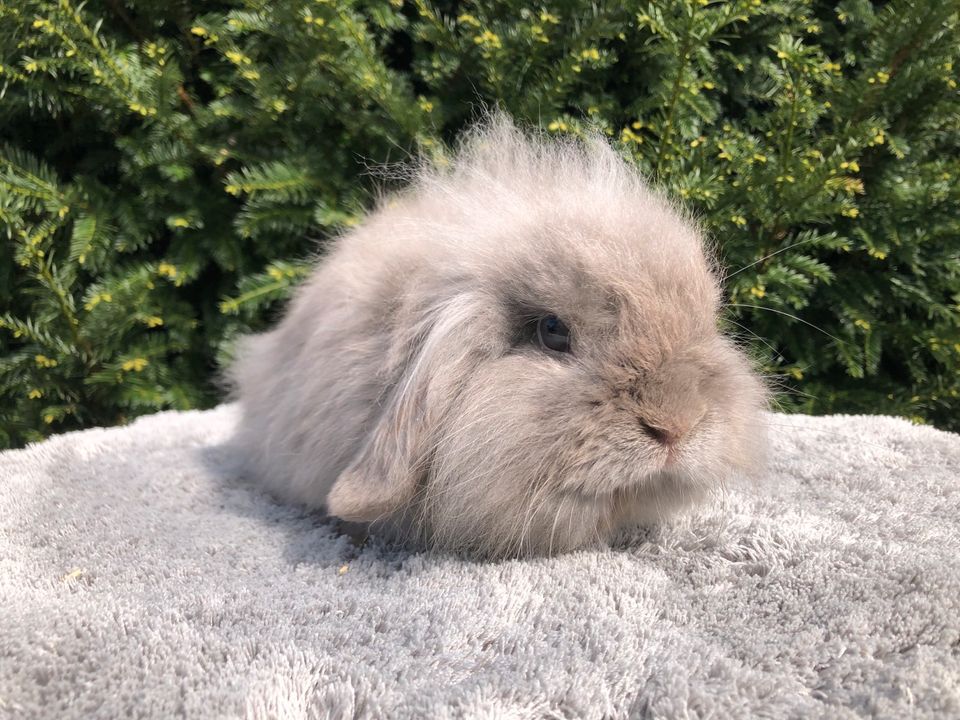 Rammler, Zwergkaninchen, Zwergwidder, minilop, Mini Lop, kaninche in Horneburg