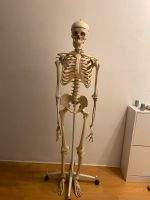 Anatomie Skelett Essen - Bergerhausen Vorschau