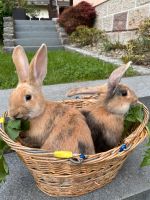Süßes Geschwister-Pärchen Riesen Kaninchen Bayern - Steinwiesen Vorschau