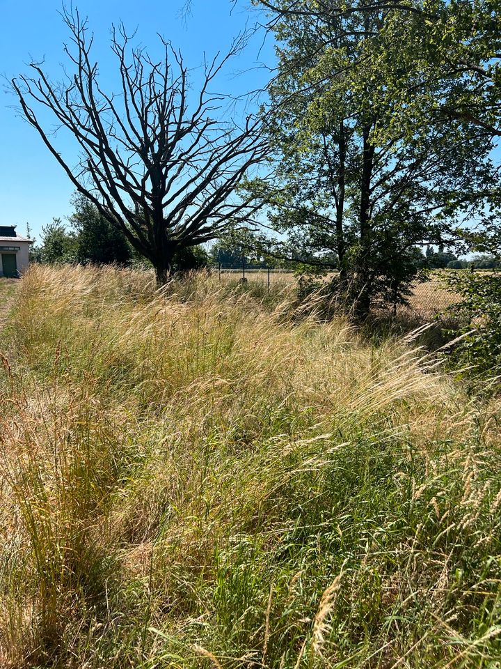 Baufeldräumung  Entbuschungsmaßnahme Landschaftspflege in Bad Vilbel