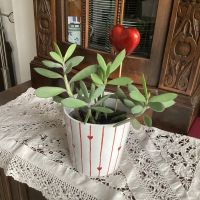 Valentinstag Muttertag Topfblume Zimmerpflanze komplett Niedersachsen - Suthfeld  Vorschau