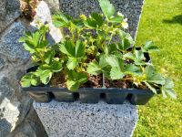 10 Erdbeerpflanzen Bayern - Schönberg Vorschau