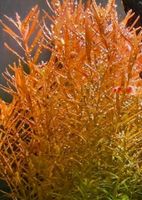 Rotala h'ra Wasserpflanze ( Versand möglich) Rheinland-Pfalz - Rülzheim Vorschau