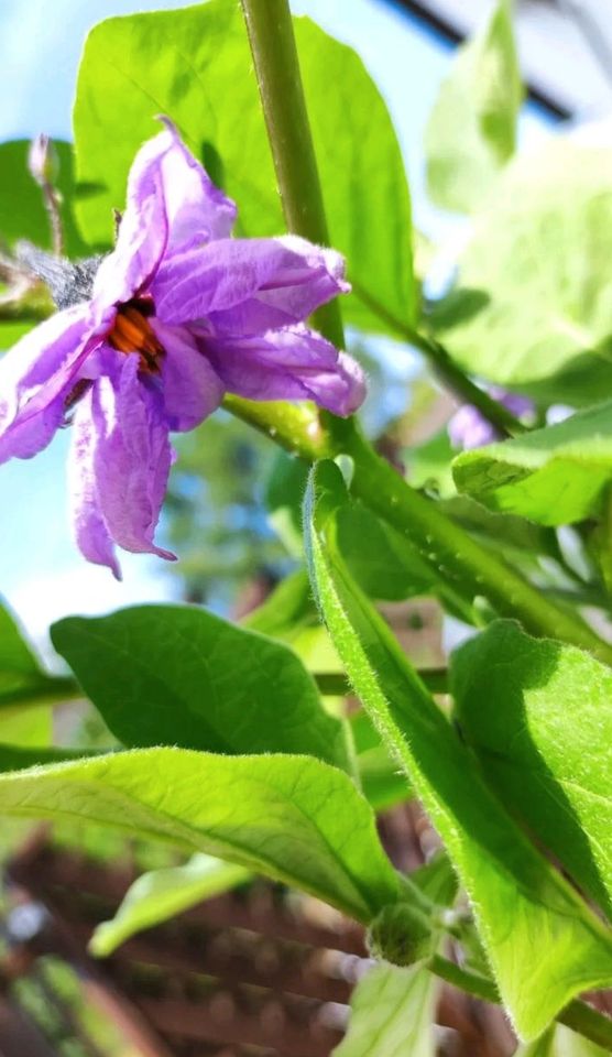 Cocktail-Aubergine ,Bambino‘  15 Samen Aubergine Solanum melongen in Dürrhennersdorf