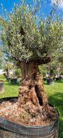 Olea europaea Bonsai Nr 2012 Nordrhein-Westfalen - Delbrück Vorschau