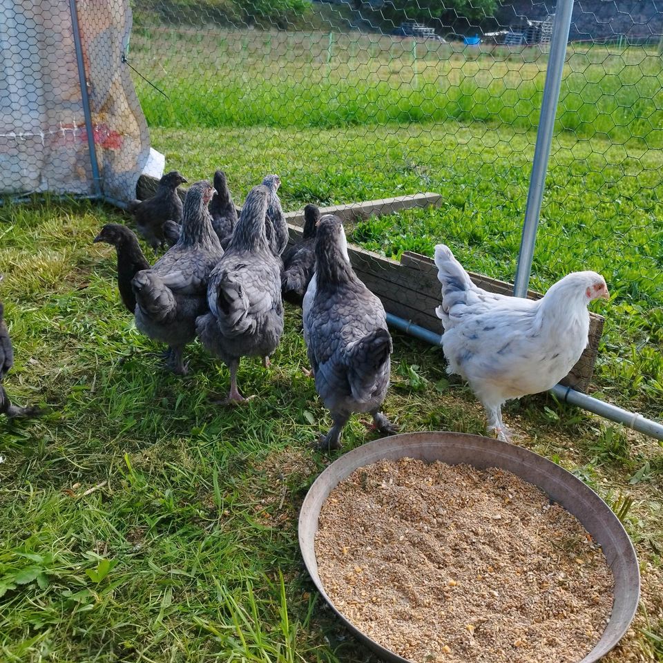 Marans Hühner in Schweigen-Rechtenbach