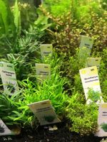 Aquarienpflanze, Töpfe, variierende Sorten zur Auswahl Nordrhein-Westfalen - Mönchengladbach Vorschau