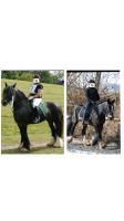 Reitbeteiligung gesucht (Reiter sucht Pferd) Schleswig-Holstein - Itzehoe Vorschau