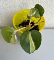 Philodendron Cream Splash Wuppertal - Elberfeld Vorschau