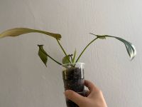 Philodendron joepii, ganze Pflanze Hessen - Karben Vorschau