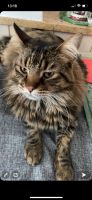 Main Coon Kater Strolch vermisst Bayern - Kastl b Kemnath Vorschau