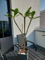 Wunderschöne Frangipani Plumeria Orange Curly ca. 80 cm Hessen - Hattersheim am Main Vorschau