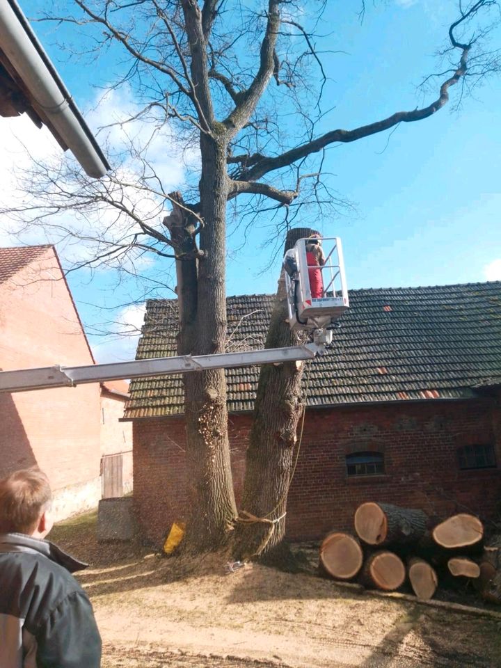 Bäume fällen Forstarbeiten Hecke schneiden Baumfällung Baumpflege in Bad Driburg